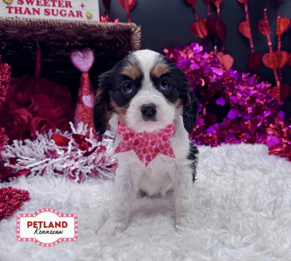 [#252706-03] Black / Tan F Cavalier King Charles Spaniel Puppies For Sale
