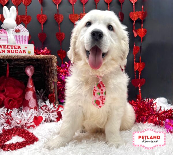 [#253539-04] English Cream M Golden Retriever Puppies For Sale