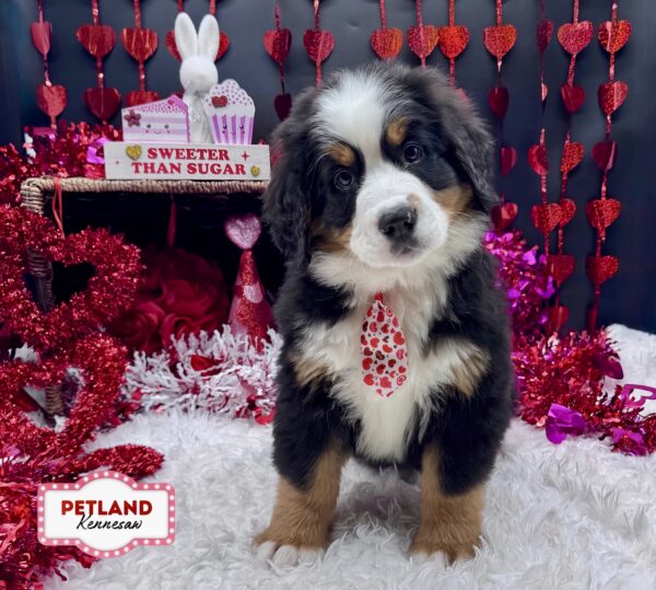 [#251084-01] Tri-Colored M Bernese Mountain Dog Puppies For Sale