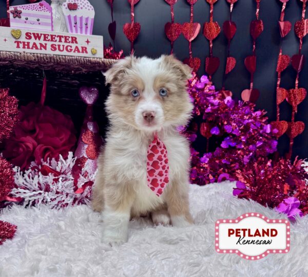 [#253389-02] Red Merle M Miniature Australian Shepherd Puppies For Sale