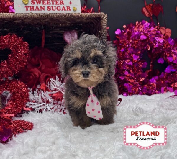 [#2625-02] Blue Merle M Havapoo Puppies For Sale