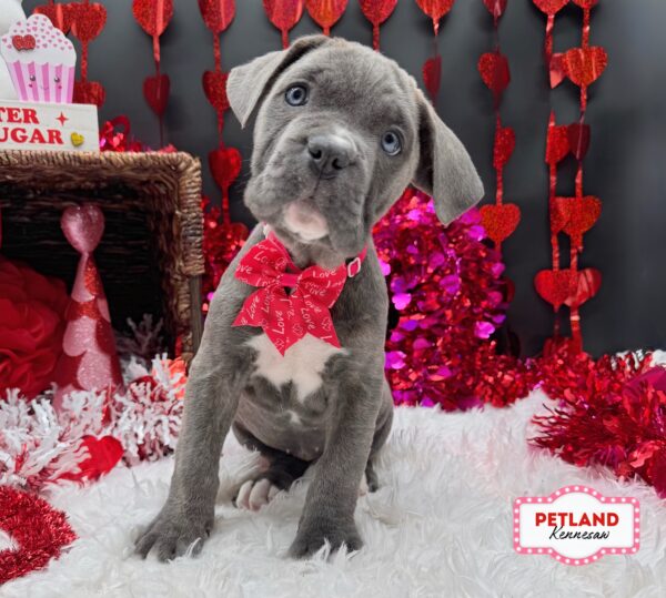 [#26425-03] Blue F Cane Corso Puppies For Sale