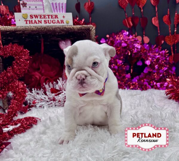 [#251136-03] Lilac F Bulldog Puppies For Sale
