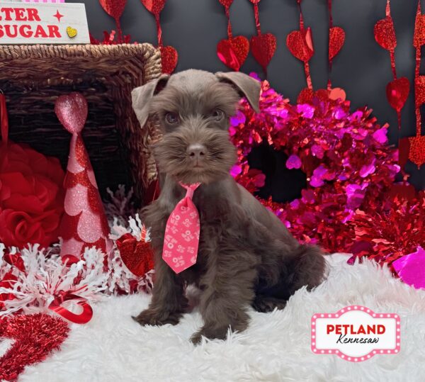 [#2636-04] Liver M Miniature Schnauzer Puppies For Sale