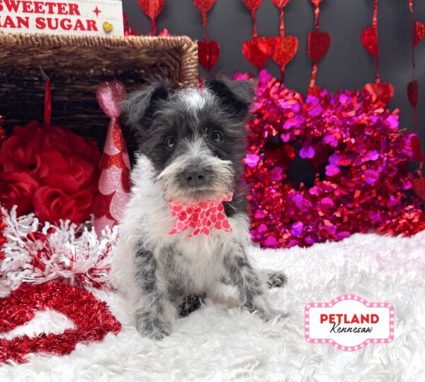 [#2681-02] Black F Miniature Schnauzer Puppies For Sale