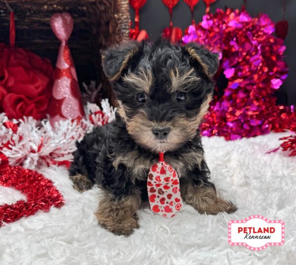 [#26236-03] Black / Tan M Yorkiepoo Puppies For Sale