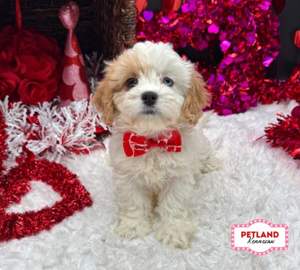 [#26201-03] Blenheim F Cavachon Puppies For Sale