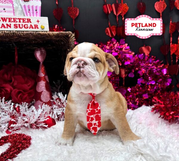 [#261-03] Brown / White M Bulldog Puppies For Sale