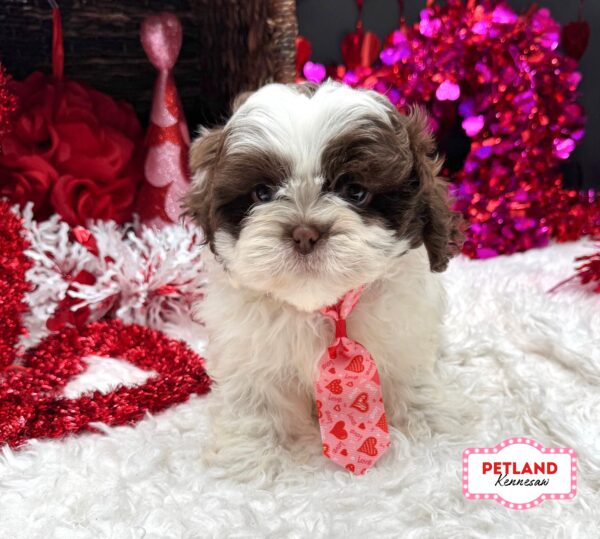 [#26162-03] Chocolate / White M Shih Tzu Puppies For Sale