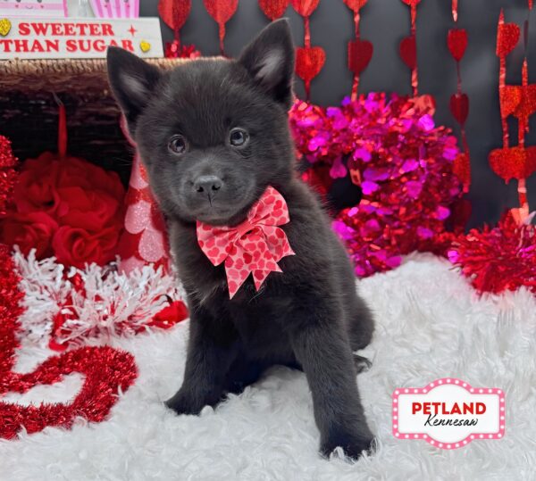 [#26110-02] Black F Pomsky Puppies For Sale