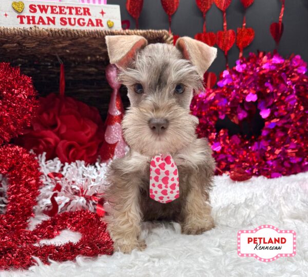 [#2636-02] Liver Pepper M Miniature Schnauzer Puppies For Sale