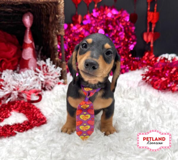 [#2692-02] Black / Tan M Dachshund Puppies For Sale