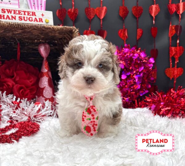 [#26126-03] Chocolate Merle M ShizaPoo Puppies For Sale