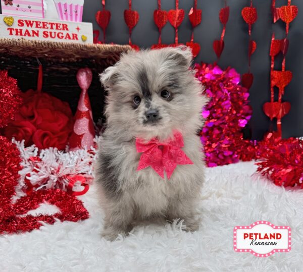 [#2643-01] Blue Merle F Pomeranian Puppies For Sale