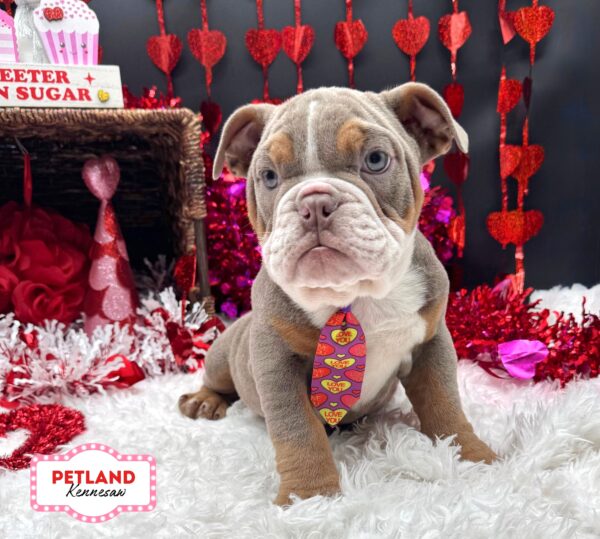 [#251103-02] Lilac M Victorian Bulldog Puppies For Sale