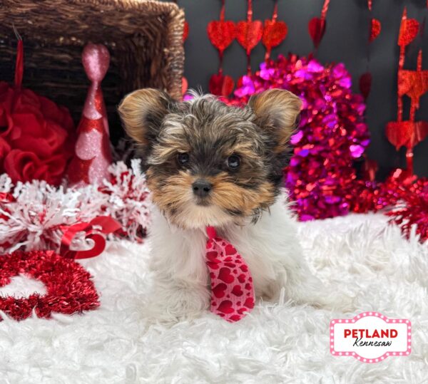 [#2677-01] Tri-Colored M Yorkshire Terrier Puppies For Sale