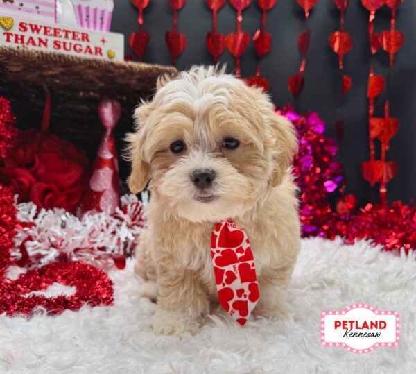 [#2649-01] Apricot / White M Havatzu Puppies For Sale