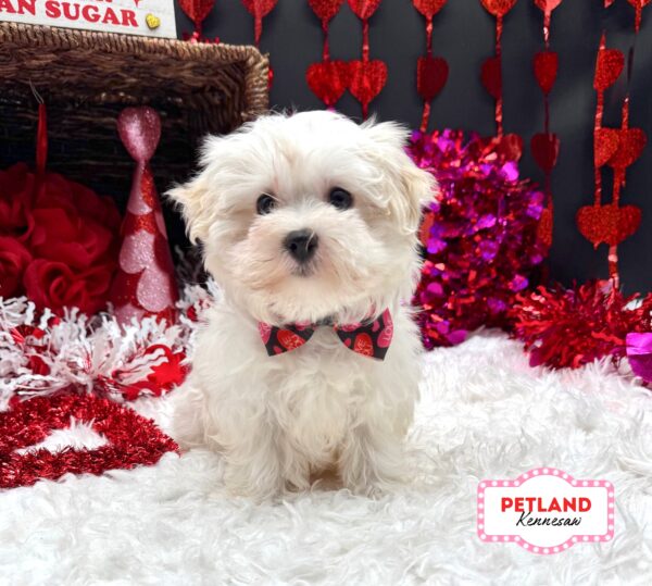 [#2627-01] White F Maltese Puppies For Sale