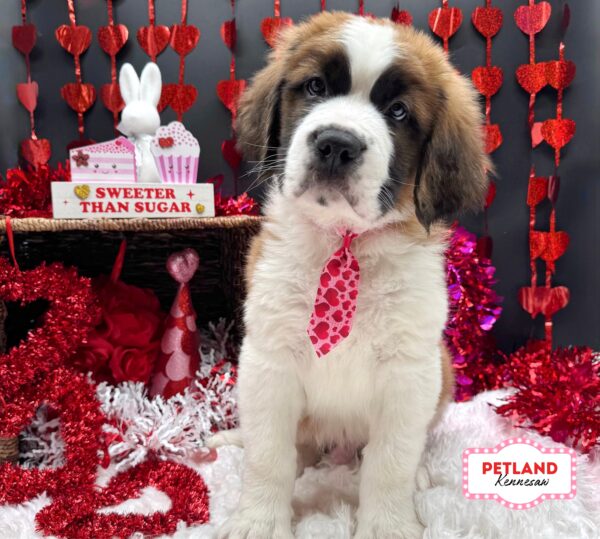 [#2620-04] Sable / White M Saint Bernard Puppies For Sale