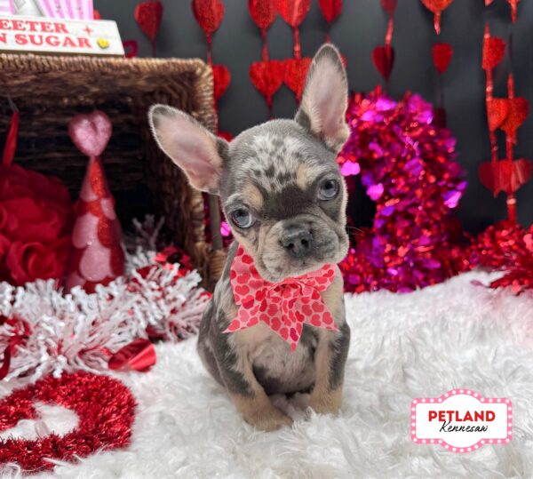 [#2624-05] Blue / Tan F French Bulldog Puppies For Sale