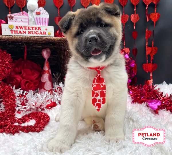 [#269-02] Black / White M Akita Puppies For Sale