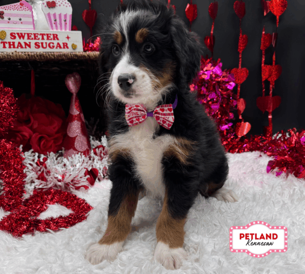 [#2637-04] Black Tan / White F Bernedoodle Mini Puppies For Sale