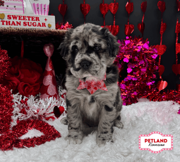 [#2621-02] Blue Merle F Hippo Mini Puppies For Sale