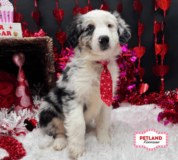 [#2630-02] Blue Merle M Miniature Australian Shepherd Puppies For Sale