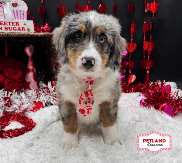 [#2637-03] Blue Merle M Bernedoodle Mini Puppies For Sale
