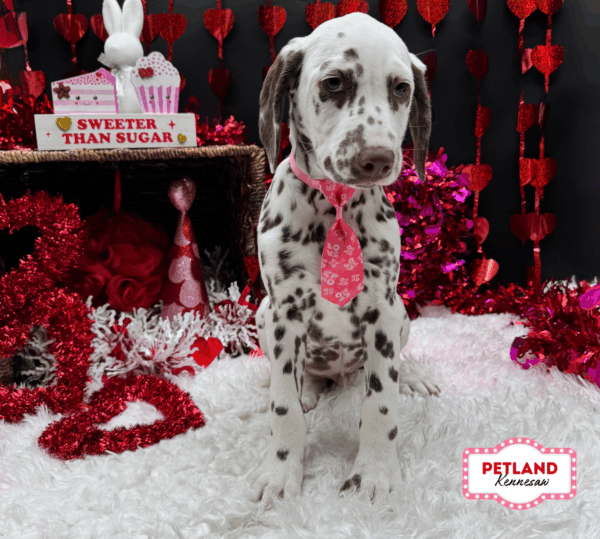 [#2645-04] White / Liver M Dalmatian Puppies For Sale