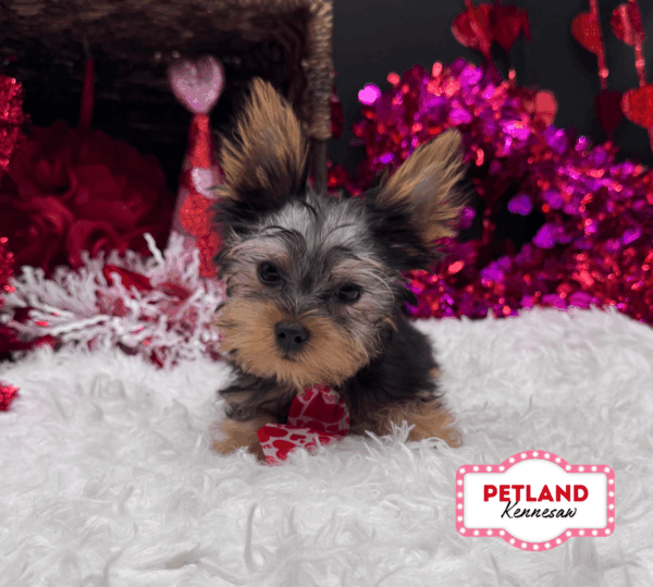 [#25989-02] Black / Gold M Yorkshire Terrier Puppies For Sale