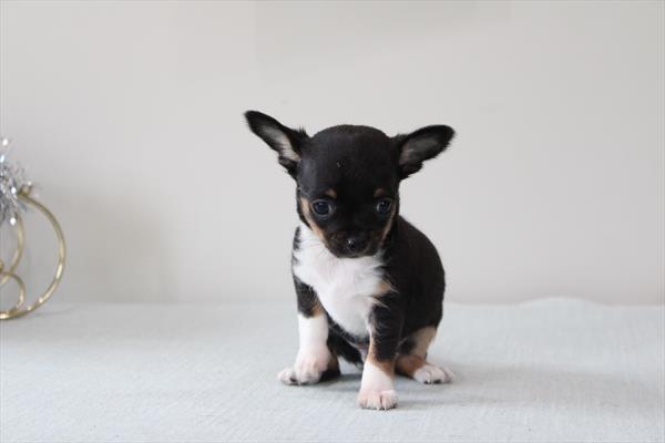 [#253200-03] Tri-Colored M Chihuahua Puppies For Sale