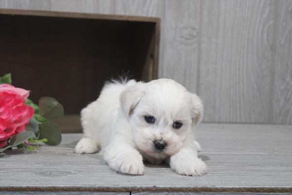 [#26279-02] White / Cream F Teddy Bear Puppies For Sale
