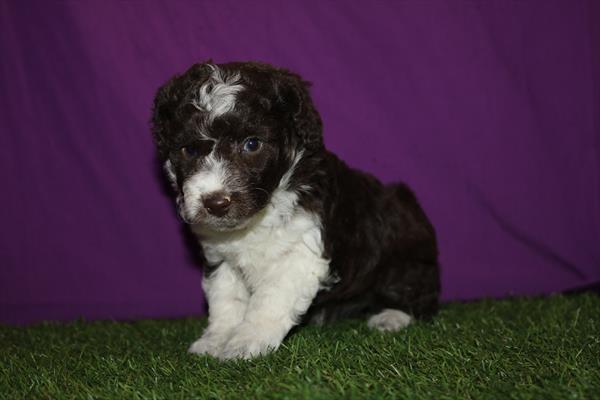 [#2613-02] Chocolate F Aussiepoo Puppies For Sale