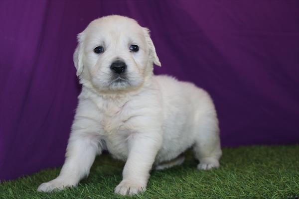 [#2634-03] English Cream F Golden Retriever Puppies For Sale