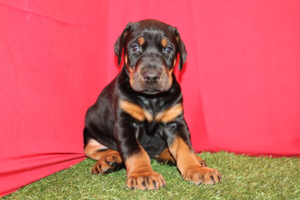 [#2627-04] Black / Rust F Doberman Pinscher Puppies For Sale