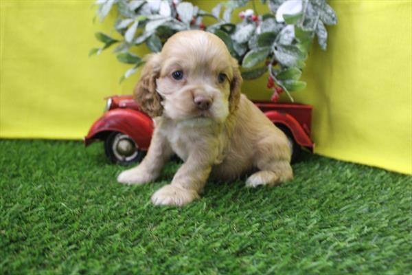 [#26211-02] Red M Cocker Spaniel Puppies For Sale