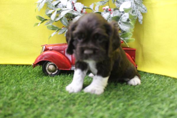 [#26207-02] Chocolate / White M Cocker Spaniel Puppies For Sale