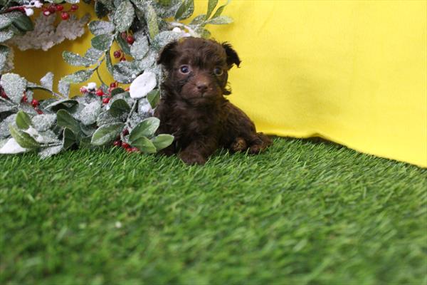 [#26208-05] Chocolate / Tan M Chipoo Puppies For Sale