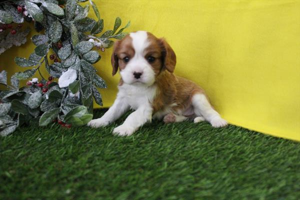 [#26209-03] Blenheim F Cavalier King Charles Spaniel Puppies For Sale