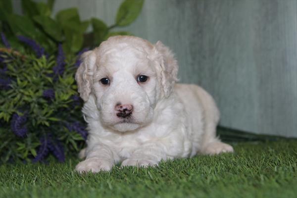 [#2644-01] White M Goldendoodle Puppies For Sale