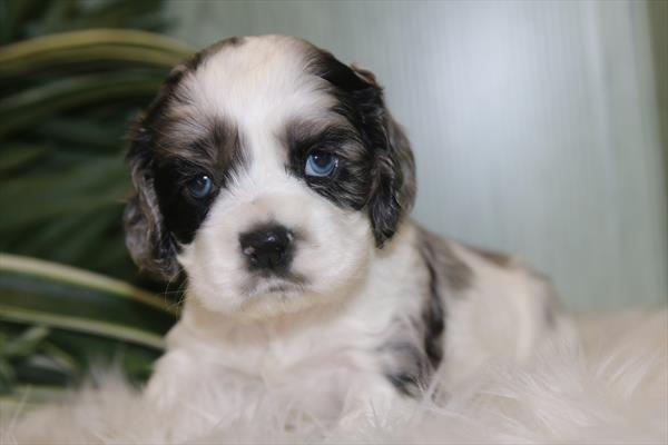 [#26219-04] Gray M Cocker Spaniel Puppies For Sale