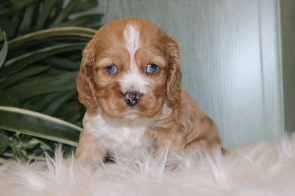 [#26219-05] Red Merle F Cocker Spaniel Puppies For Sale