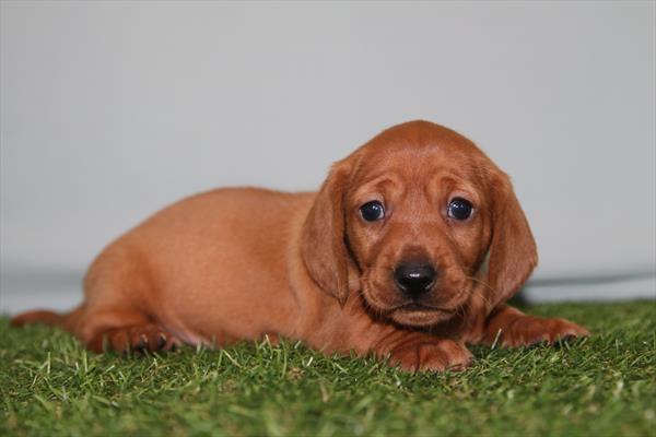 [#26236-01] Red M Dachshund Puppies For Sale