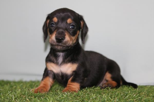 [#26235-03] Black / White M Dachshund Puppies For Sale