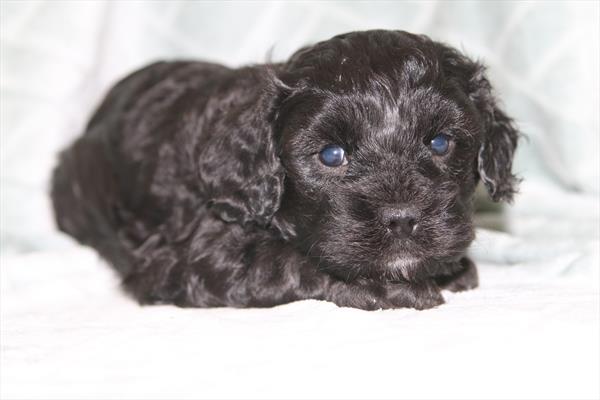 [#26243-02] Black F Cavapoo Puppies For Sale