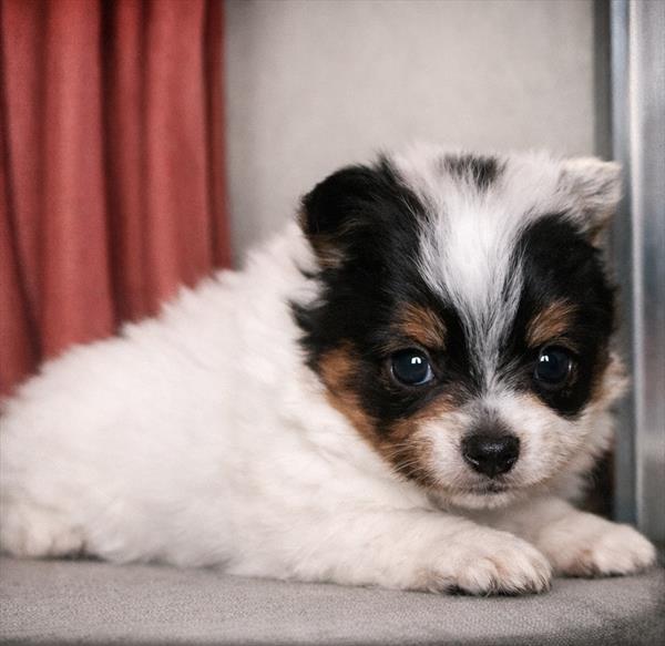 [#26218-04] Tri-Colored F Pomeranian Puppies For Sale