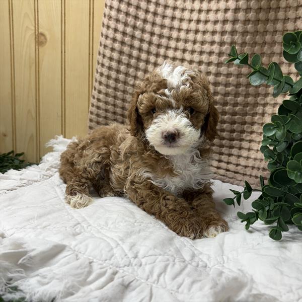 [#26138-01] Red / White M Poodle Mini Puppies For Sale