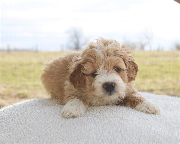 [#26378-01] Apricot M Goldendoodle Mini Puppies For Sale