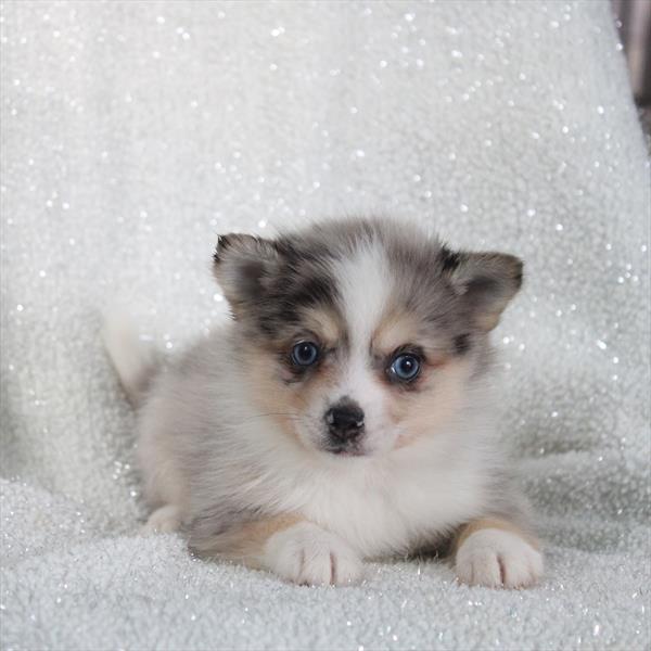 [#2694-04] Blue Merle F Pomsky Puppies For Sale